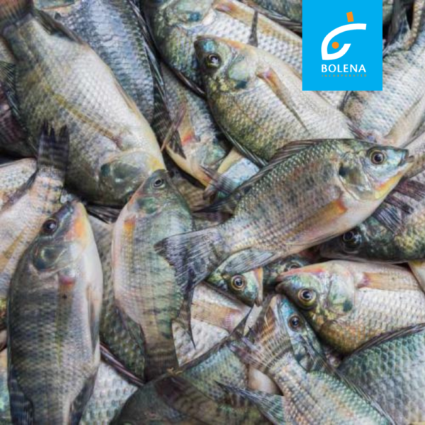 Bolena Whole Tilapia 1