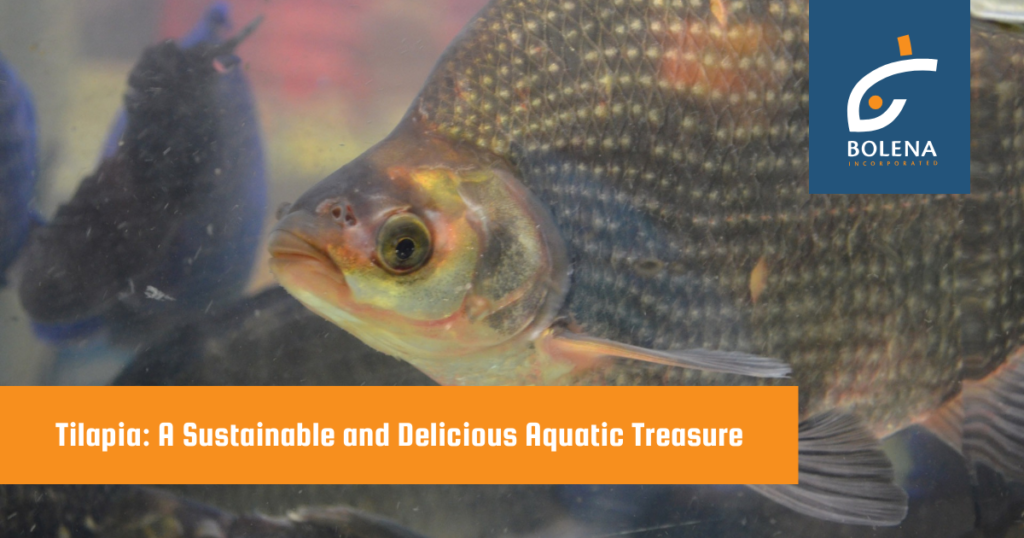 Tilapia A Sustainable and Delicious Aquatic Treasure