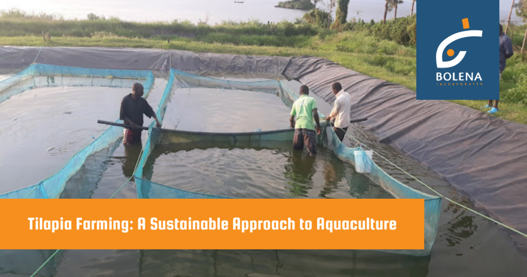 Tilapia Farming: A Sustainable Approach to Aquaculture